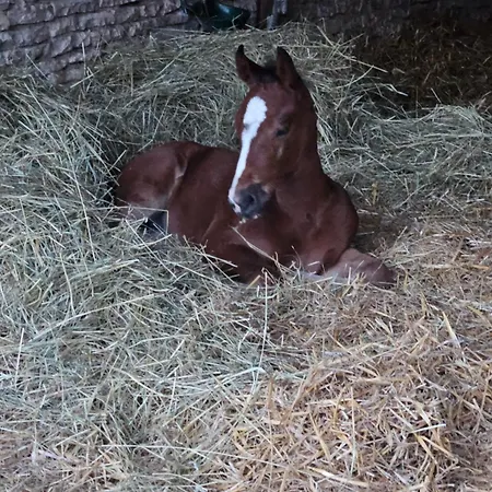 农家乐 Les Petites Ecuries Maine-de-Boixe