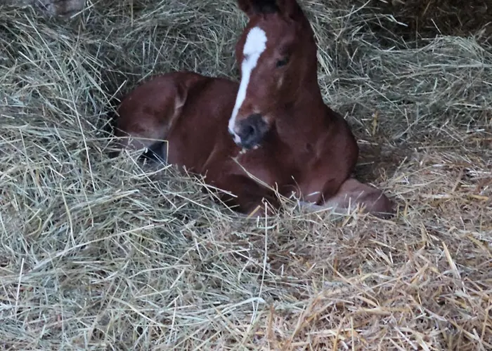 农家乐 Les Petites Ecuries Maine-de-Boixe